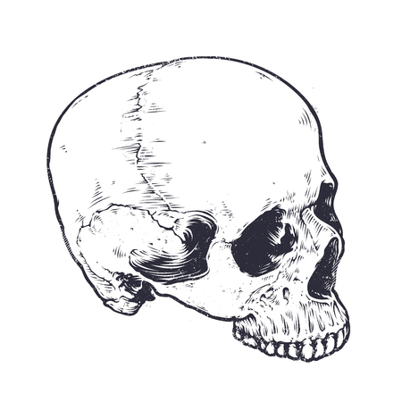 Anatomic Skull Vector Art. Detailed hand-drawn illustration of skull without lower jaw. Grunge weathered illustration. Black and white.のイラスト素材