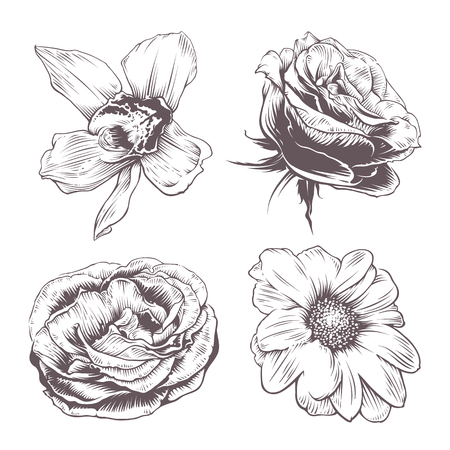 Set of vintage vector flowers isolated on white background. Orchid, rose and chamomile flowers. Old fashioned style flowers art. Hand drawn illustration.のイラスト素材