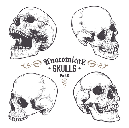 Anatomical Skulls Vector Set. Hand drawn skulls isolated on white background. Monochrome skull arts. Retro styled anatomical skulls. Vector graphics.のイラスト素材