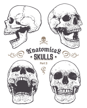 Anatomical Skulls Vector Set. Hand drawn skulls isolated on white background. Monochrome skull arts. Retro styled anatomical skulls. Vector graphics.のイラスト素材