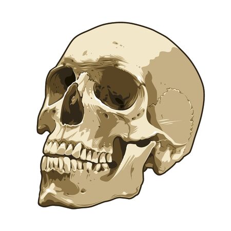 Anatomy realistic skull vector art isolated on white. Detailed skull illustration. EPS10 vector graphic.のイラスト素材