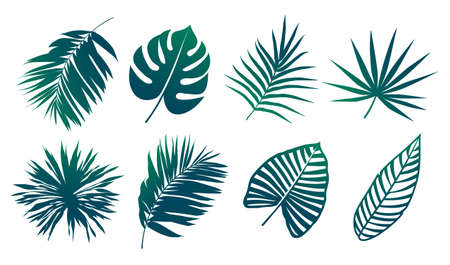 Tropical leaves silhouettes isolated on white. Tropical leaf shapes vector set. Vector EPS10 illustration.のイラスト素材