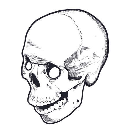 Engraving Style Skull With Open Mouth. Black and white vector illustration of skull side view. Vector object isolated on white.のイラスト素材