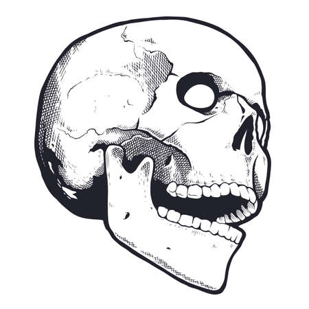 Engraving Style Skull With Open Mouth. Black and white vector illustration of skull looking mad. Vector object isolated on white.のイラスト素材