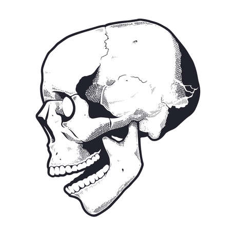 Engraving Style Skull With Open Mouth. Black and white vector illustration of skull side view. Vector object isolated on white.のイラスト素材