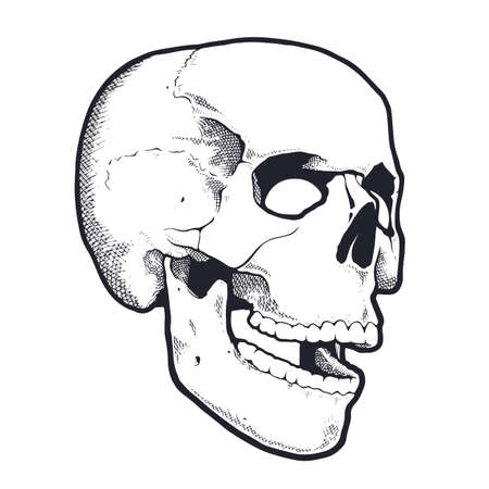 Engraving Style Skull With Open Mouth. Black and white vector illustration of skull side view. Vector object isolated on white.のイラスト素材