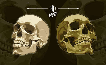 Two anatomic detailed vector skulls on dark background. Realistic skull illustrations.のイラスト素材