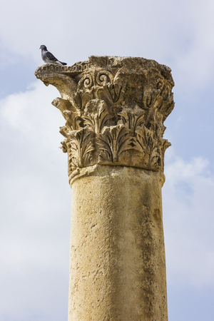 Ancient Roman city of Gerasa modern Jerash, Jordan pigeon on top of columnの写真素材