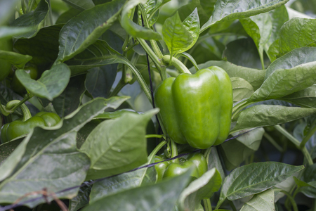 green peppers growing in greenhouse jordan valley hydroponicの写真素材