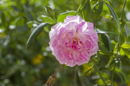 Rosa centifolia, also called cabbage rose, Provence rose or medicinal rose. Pink flowers intensely and sweetly smell. They are edible and curative. Classic fragrant rose variety in the garden. Detailの写真素材