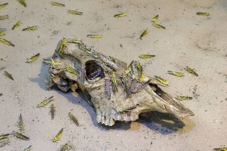 invasion of locusts, Green and brown grasshoppers staying on a rooten cow skull crop-devouring...