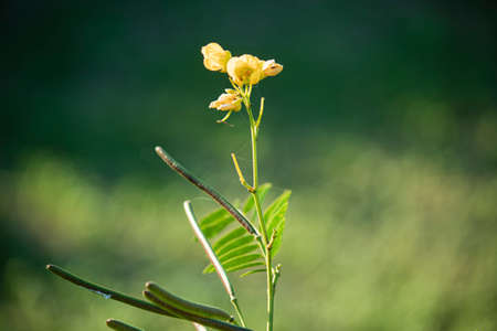 Close shot of natural beautyの写真素材
