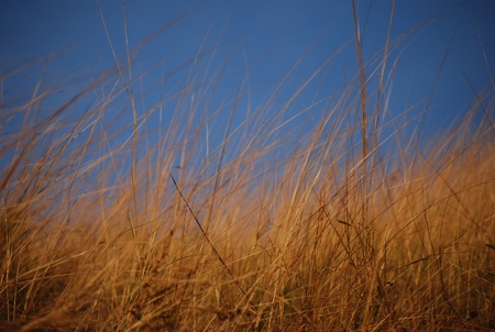 Blue sky ang gold grassの写真素材