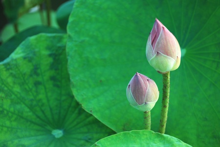 Two Lotusの写真素材