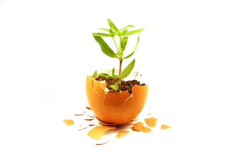 planting tree in eggshell on white backgroundの写真素材