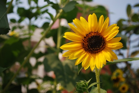 sunflowerの写真素材