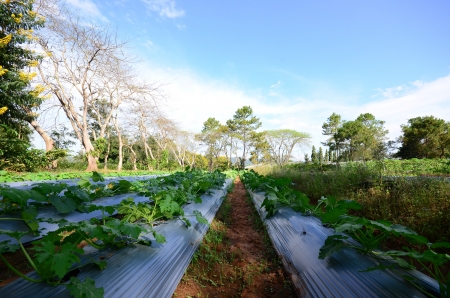 vegetable farmの写真素材