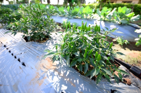 chili tree in vegetable plotの写真素材