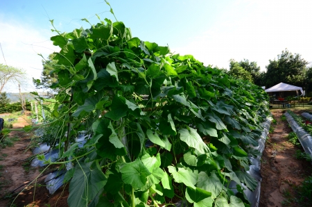 pumpkin tree in vegetable farmの写真素材