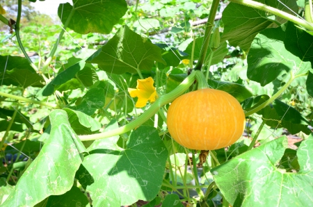 pumpkin is growthの写真素材
