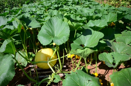 pumpkin is growthの写真素材