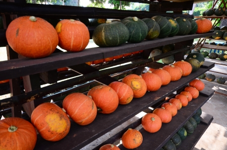 pumpkins on rankの写真素材