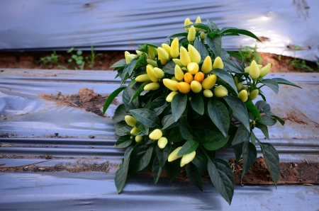 chili tree in vegetable plotの写真素材