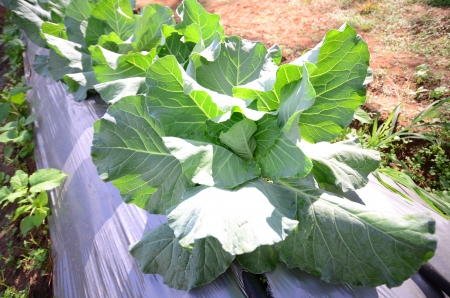 kale in vegetable plotの写真素材