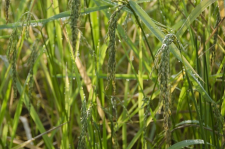 Rice in the fieldの写真素材