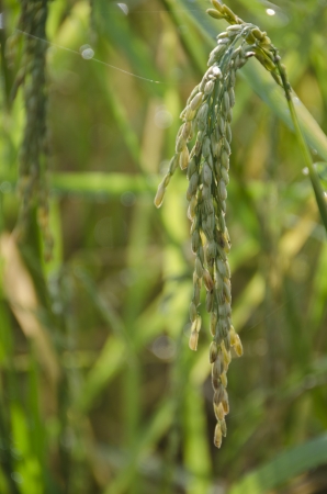 Rice in the field , close upの写真素材
