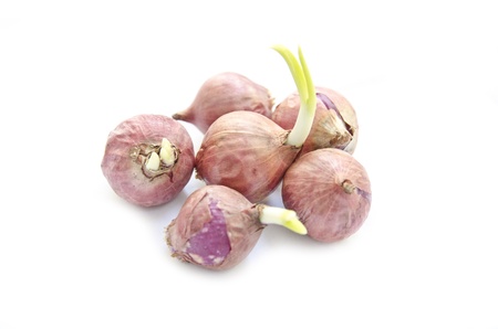 Onion is grown isolate on white backgroundの写真素材