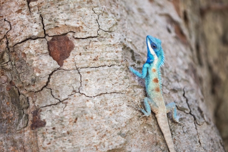 colorful dragon on the woodの写真素材