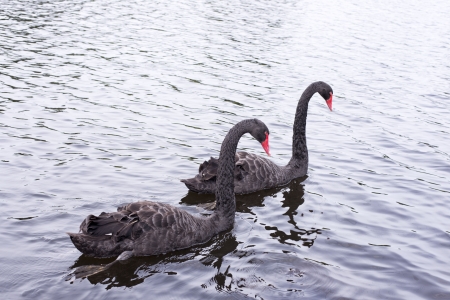 black swans on the river in forestの写真素材