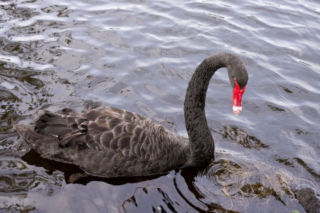 black swan on the river in forestの写真素材