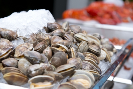 Big fresh clams in the white plate fot dinner, seafoodの写真素材