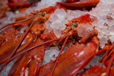 Big fresh lobster in the white plate fot dinner, seafoodの写真素材