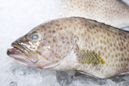 Big fresh fish on ice for dinner, seafoodの写真素材