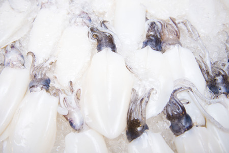 Big fresh squid on ice for dinner, seafoodの写真素材