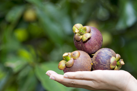 fresh mangosteen on hand from gardenの写真素材