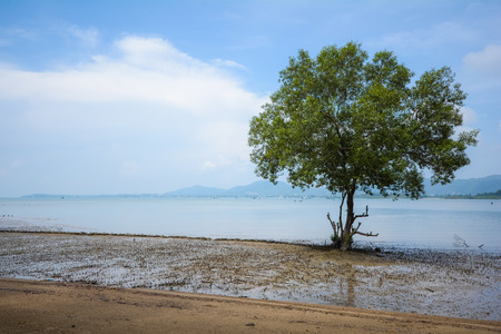 one mangrove tree in mangrove forest, nutureの写真素材