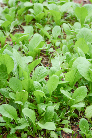 fresh kale in vegetable plot, plantsの写真素材