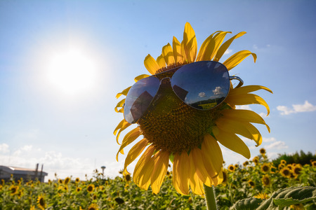 cute sunflower is wearing sunglasses, natureの写真素材