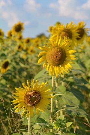 sunflower field in good day, natureの写真素材