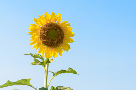 sunflower field in good day, natureの写真素材