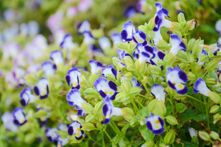 beautiful blooming in flora park, flowerの写真素材