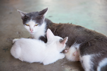 kitten eating milk from mother cat, petの写真素材