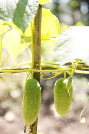 fresh cucumber from vegetable garden, natureの写真素材