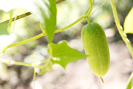 fresh cucumber from vegetable garden, natureの写真素材
