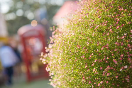 blooming flower in field, pinkの写真素材