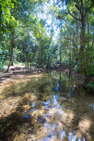 small stream in the forest, natureの写真素材